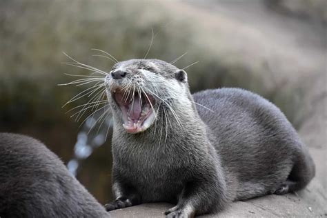otter vs mink swimming|Differences in Otter and Mink swimming .